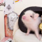 Ryokotomo - Kafe babi mikro populer di Jepang membuka cabang baru dengan