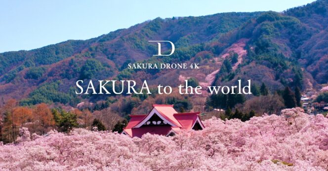 
					Rasakan Suasana Hanami dari Proyek Sakura Drone 2022