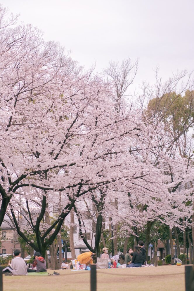 
					Foto-foto Sakura di Jepang 2022