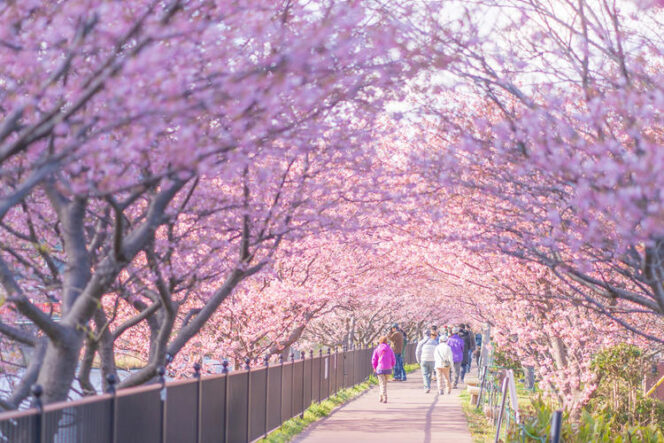 
					6 Destinasi Untuk Melihat Bunga Sakura di Tokyo Jepang