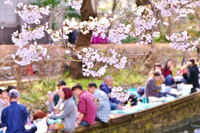 
					Mengenal Hanami – Cara Seru Menikmati Keindahan Sakura
