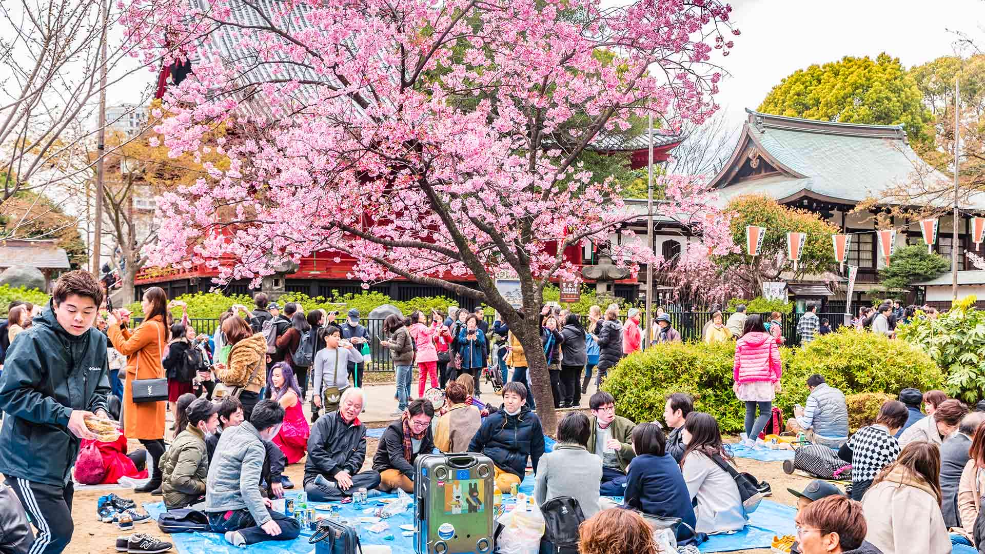 Mengenal Hanami – Cara Seru Menikmati Keindahan Sakura - Ryokotomo