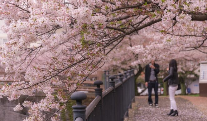 
					One man and one woman are traveling in sakura park fukuoka. Lovely couple in spring.