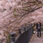 One man and one woman are traveling in sakura park fukuoka. Lovely couple in spring.