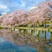 Taman Ueno, Destinasi Menarik Di Tokyo Saat Musim Dingin