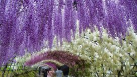 5 Destinasi Terbaik Untuk Menyaksikan Bunga Wisteria Yang Memukau Di Jepang