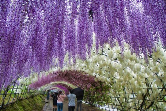 
					5 Destinasi Terbaik Untuk Menyaksikan Bunga Wisteria Yang Memukau Di Jepang