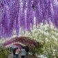 5 Destinasi Terbaik Untuk Menyaksikan Bunga Wisteria Yang Memukau Di Jepang