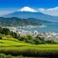Shizuoka jadi salah satu destinasi wisata tersembunyi di Jepang yang wajib dikunjungi