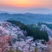 5 Jenis Sakura Yang Paling Umum Di Jepang