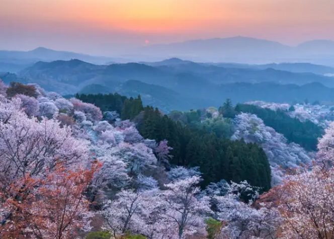 
					5 Jenis Sakura Yang Paling Umum Di Jepang