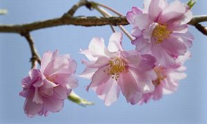 5 Jenis Sakura Yang Paling Umum Di Jepang