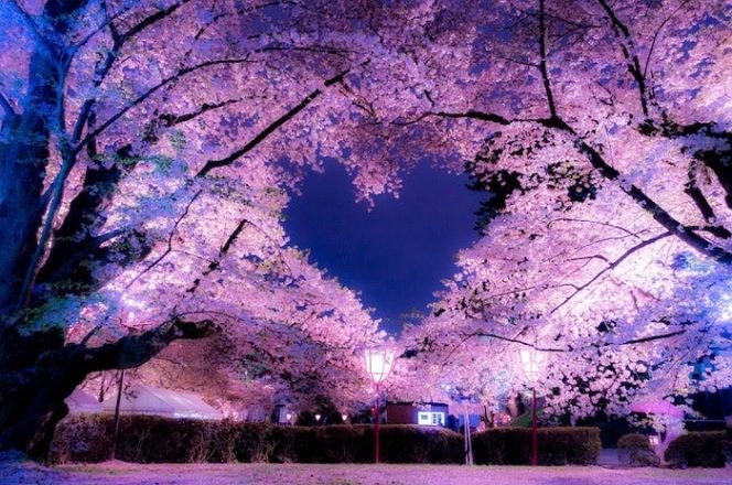 
					5 Pesan Bijak Dari Bunga Sakura