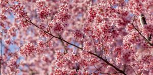 5 Pesan Bijak Dari Bunga Sakura