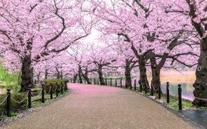 5 Pesan Bijak Dari Bunga Sakura