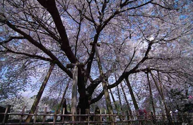 
					5 Pohon Sakura Paling Populer Di Jepang