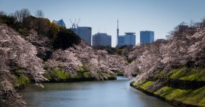 5 Pohon Sakura Paling Populer Di Jepang
