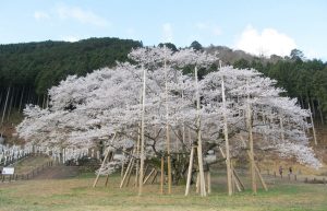 5 Pohon Sakura Paling Populer Di Jepang
