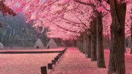 5 Spot Menikmati Bunga Sakura Mekar Ala Kdrama