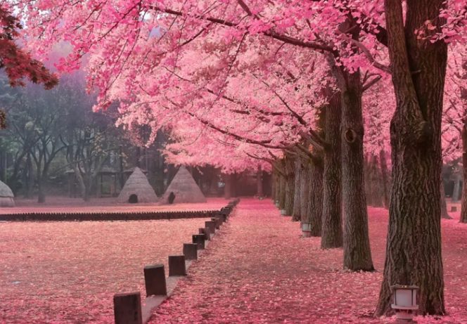 
					5 Spot Menikmati Bunga Sakura Mekar Ala Kdrama