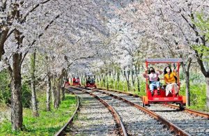 5 Spot Menikmati Bunga Sakura Mekar Ala Kdrama