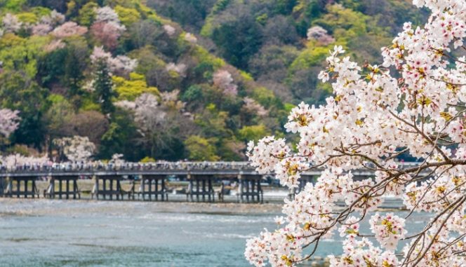 
					5 Tempat Melihat Sakura Di Kyoto, Jepang