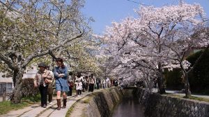 5 Tempat Melihat Sakura Di Kyoto, Jepang
