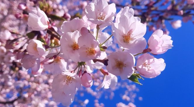 
					Daftar Lokasi Terbaik Melihat Bunga Sakura Selain Di Jepang