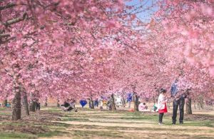 Daftar Lokasi Terbaik Melihat Bunga Sakura Selain Di Jepang
