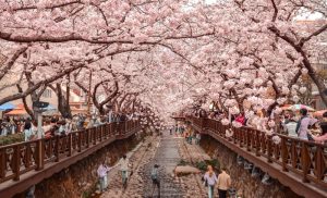 Daftar Lokasi Terbaik Melihat Bunga Sakura Selain Di Jepang