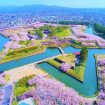 Festival Bunga Sakura Paling Terkenal Di Jepang