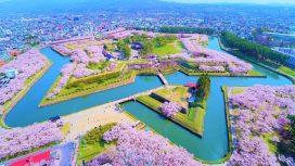Festival Bunga Sakura Paling Terkenal Di Jepang