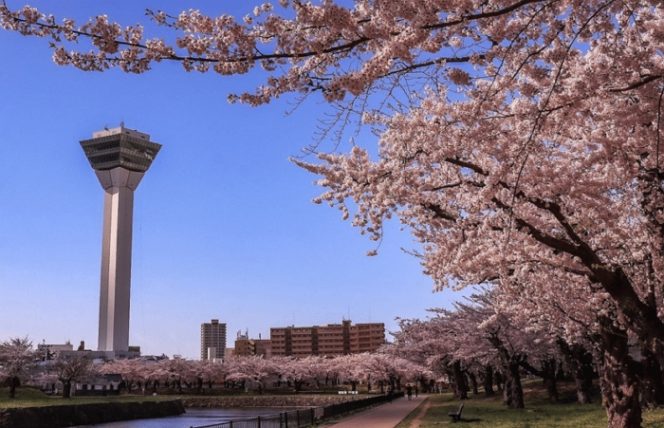 Festival Bunga Sakura Paling Terkenal Di Jepang - Ryokotomo