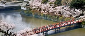 Festival Bunga Sakura Paling Terkenal Di Jepang