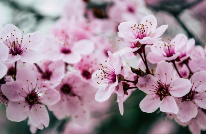 
					Inilah Fakta Menarik Tentang Bunga Sakura Di Jepang