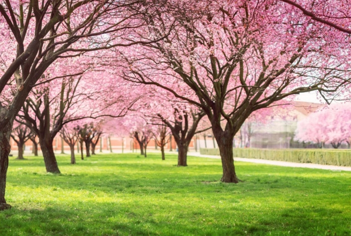 Inilah Fakta Menarik Tentang Bunga Sakura di Jepang - Ryokotomo