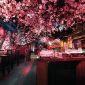 Inilah Restoran Yang Memiliki Tema Serba Bunga Sakura
