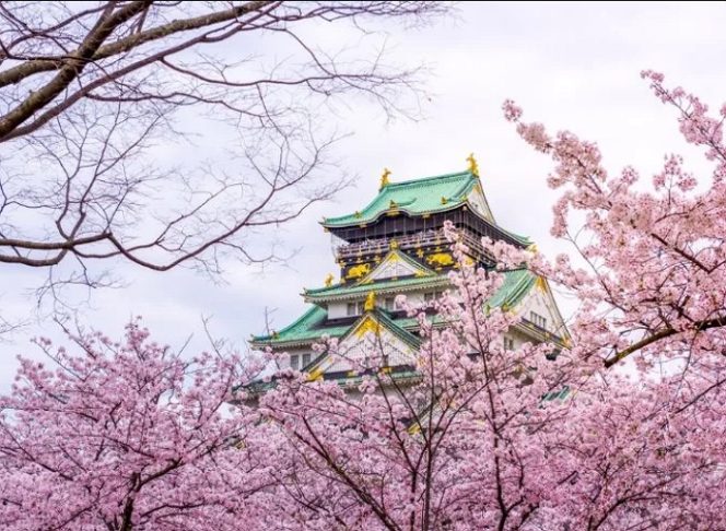 
					Inilah Tempat Favorit Melihat Bunga Sakura Di Osaka