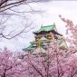 Inilah Tempat Favorit Melihat Bunga Sakura Di Osaka