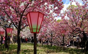 Inilah Tempat Favorit Melihat Bunga Sakura Di Osaka