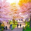 Jadwal Festival Bunga Sakura Di Jepang Tahun 2024