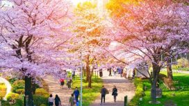 Jadwal Festival Bunga Sakura Di Jepang Tahun 2024