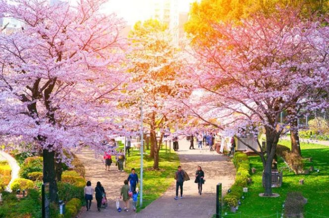
					Jadwal Festival Bunga Sakura Di Jepang Tahun 2024