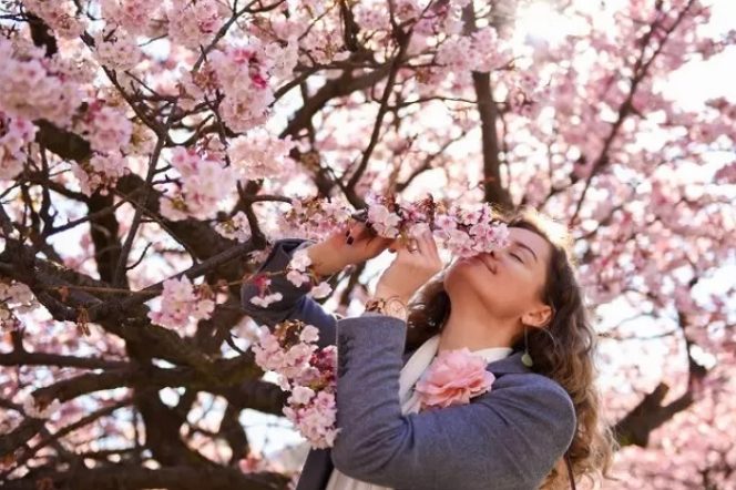 
					Manfaat Bunga Sakura Untuk Kecantikan