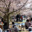 Mengenal Hanami Salah Satu Festival Bunga Sakura Di Jepang