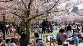 Mengenal Hanami Salah Satu Festival Bunga Sakura Di Jepang