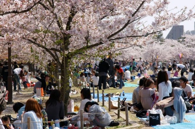 
					Mengenal Hanami Salah Satu Festival Bunga Sakura Di Jepang