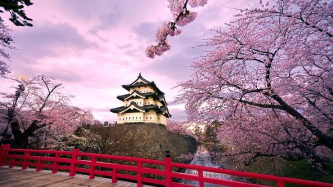 
					Menikmati Keindahan Sakura Di Kyoto, Destinasi Wisata Impian Di Jepang
