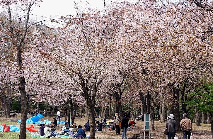 Keindahan sakura di kyoto