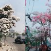 Perbedaan Bunga Sakura Dan Tabebuya